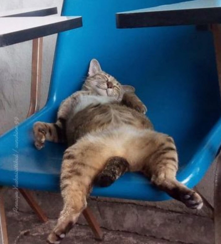 Illustration de l'article : Ces 20 photos de chats endormis sont le remède ultime contre la tristesse 
